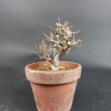 Bonsai - Dreispitzahorn, Acer