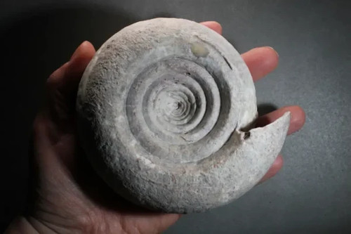 Metalegoceras sundaicum - , (form)