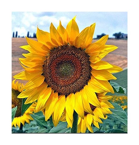 20x riesen sonnenblumen - riesen, f1