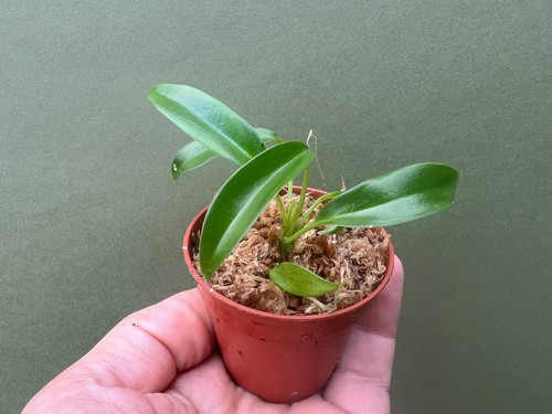 Philodendron joepii babyplant - philodendron,