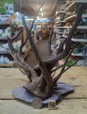 Kleines dunkles Moorholz