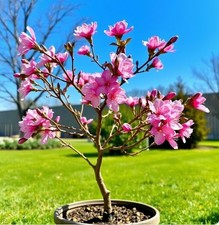 2 winterharte rosa-rote