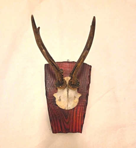 Rehgehörn rehbock trophäe - rehbock,