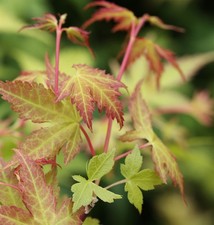 Fächerahorn katsura 100cm - katsura, 80-100cm