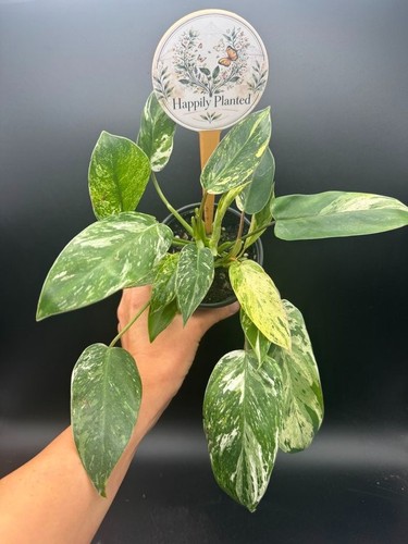 Philodendron emerald king - philodendron,