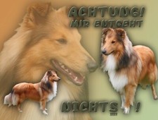 SHELTIE Shetland Sheepdog