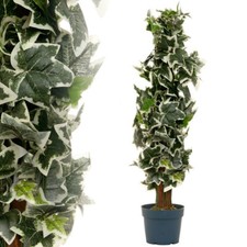 künstlicher Efeu 70 cm Kunstpflanze Kunstbaum Kunstblume McPalms