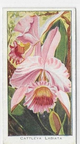 Einzelkarte orchideen - einzelkarte,