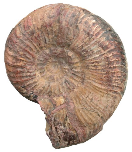 Lias dumortieria nicklesi - ,
