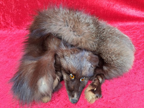 Schöne alte fuchs stola - schöne,