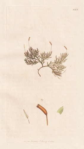 Pterogonium gracile moose moss - pterogonium,