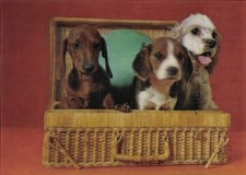 Ak Drei junge Hunde im Korb, Welpen - 4637805