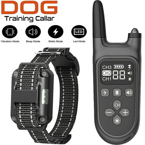 1000m hund ausbildung - 1000m,