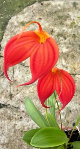 Masdevallia super red - red, flame