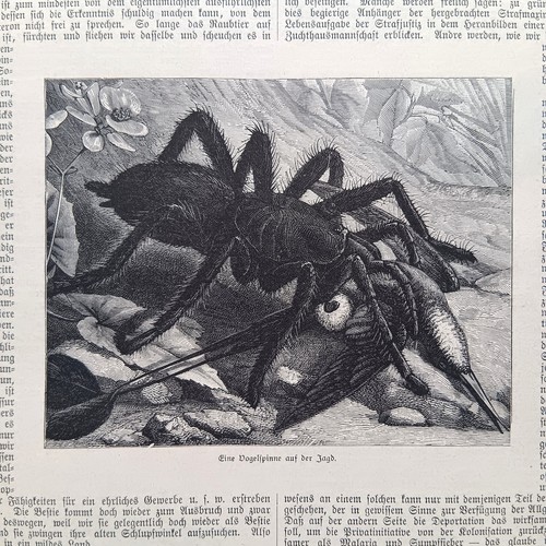 1885 holzstich wood engraving - 1885,