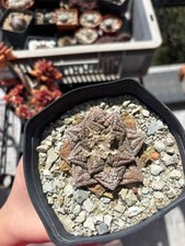 Ariocarpus F. Hartzgezogen