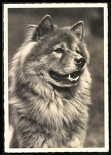 Portrait eines Chow Chow