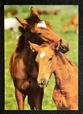 Pferdepostkarte, AK Pferde