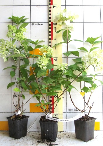 Hydrangea paniculata - ,