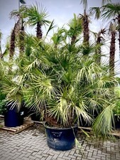 Zwergpalme Chamaerops Humilis