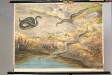 Schulwandkarte Rollkarte