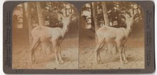 Stereo-Fotografie Underwood &