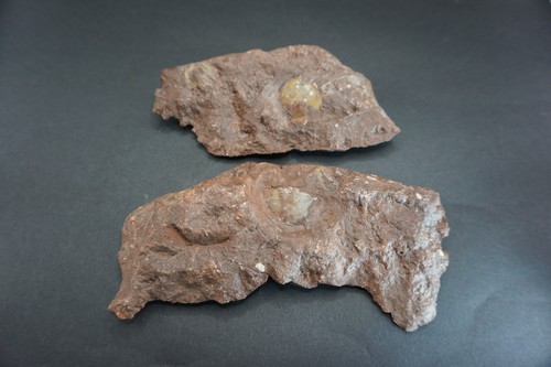 Geschiebe trilobiten ostsee - trilobiten,
