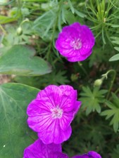 Wiesen Storchschnabel * Geranium pratence * 10 Blumensamen 2025 b