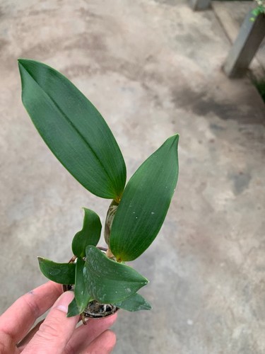 Dendrobium species taipinense - species,
