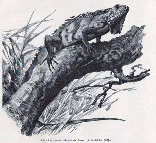 Leguan iguana tuberculata - leguan,,