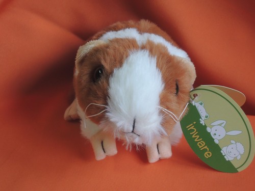 Meerschweinchen - 1x,