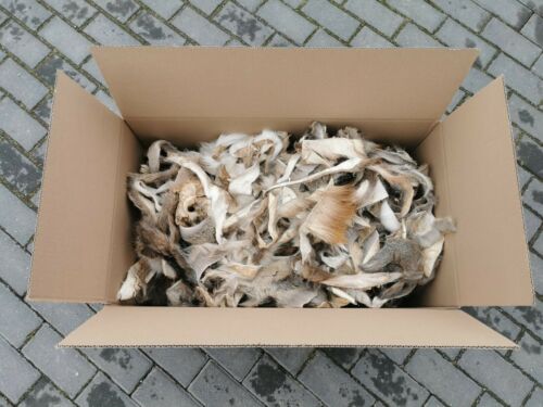 Reh hirsch damwild wild - wild, fell