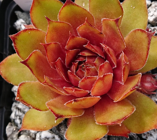 Sempervivum juicy orange - ", -1