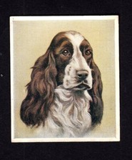 4263/ G. Phillips Ltd. - Our Dogs – No. 8 – The Springer Spaniel