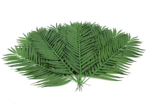 Europalms kokos palmwedel - europalms, kokos-palmwedel