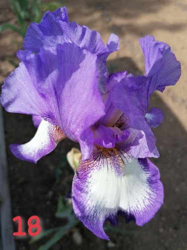 Schwertlilie iris rhizome - schwertlilie,