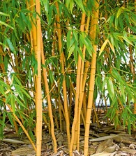 Goldener peking bambus - goldener,