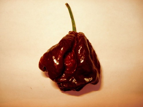 Schokolade chilli pflanzen - ,