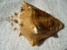 Große maritime Schönheit Strombus Gigas Muschel Fechterschnecke Karibik