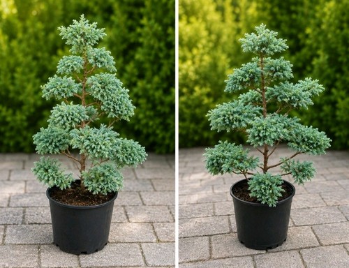 Bonsai boulevard baby - boulevard,