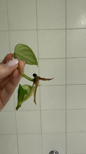 Philodendron fuzzy petiole - fuzzy,