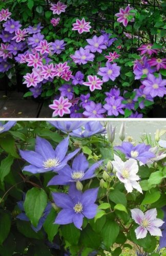 Clematis sortiment blumen - clematis,