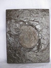 Schiefer Platte mit Ammonit