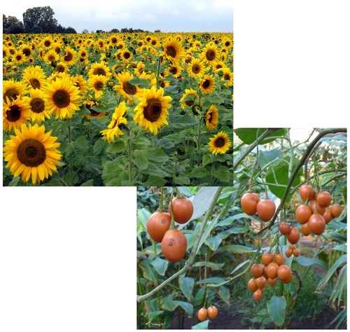 Samen sparset tomaten - tomaten-baum, und