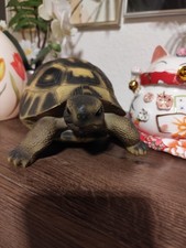 große realistische XxL