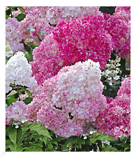 Freiland-Hortensien 'Vanille Fraise®', 1 Pflanze, Hydrangea paniculata