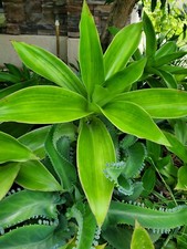 Giant Callisia Fragrans