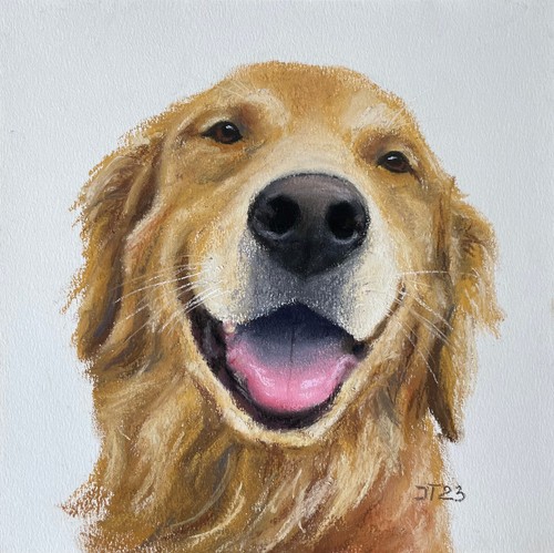 Hund labrador retriever - hund,