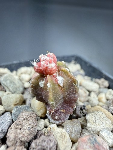 Astrophytum myriostigma - , cv