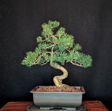 BONSAI MÄDCHENKIEFER PINUS PARVIFLORA OUTDOOR JAPANIMPORT KIEFER